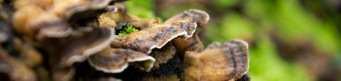 Turkey Tail Mushrooms